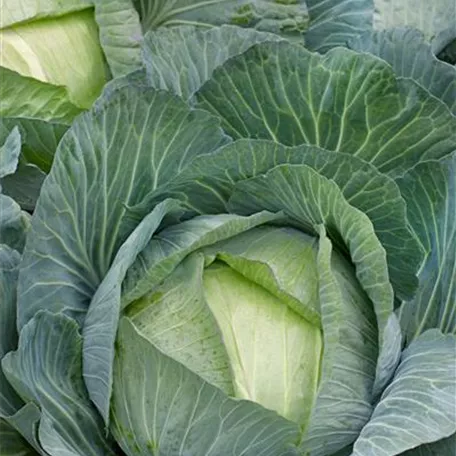 Brassica oleracea var. capitata f. alba 'Andor'