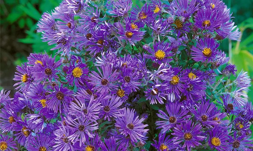 Garten-Glattblatt-Aster 'Sarah Ballard'