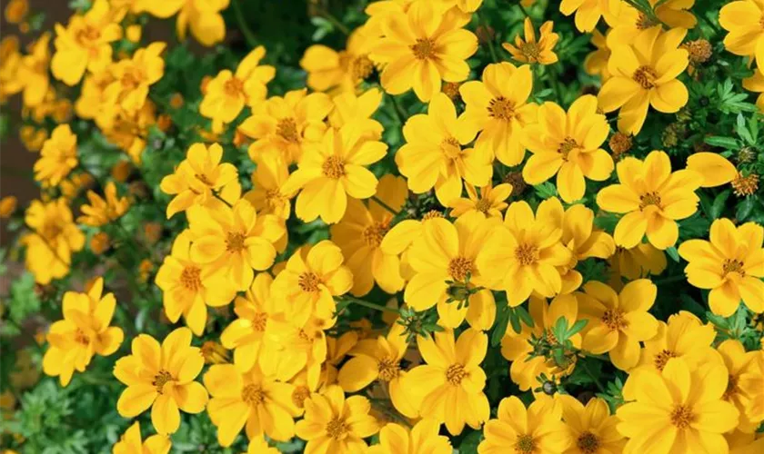 Goldmarie 'Yellow Sunshine'®