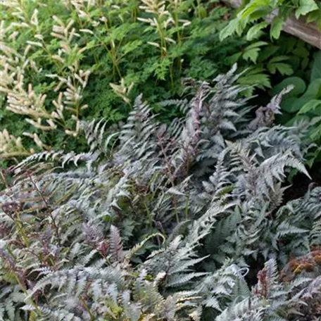 Athyrium niponicum 'Burgundy Lace'