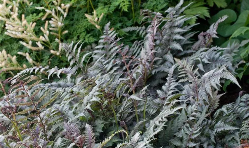 Regenbogenfarn 'Burgundy Lace'