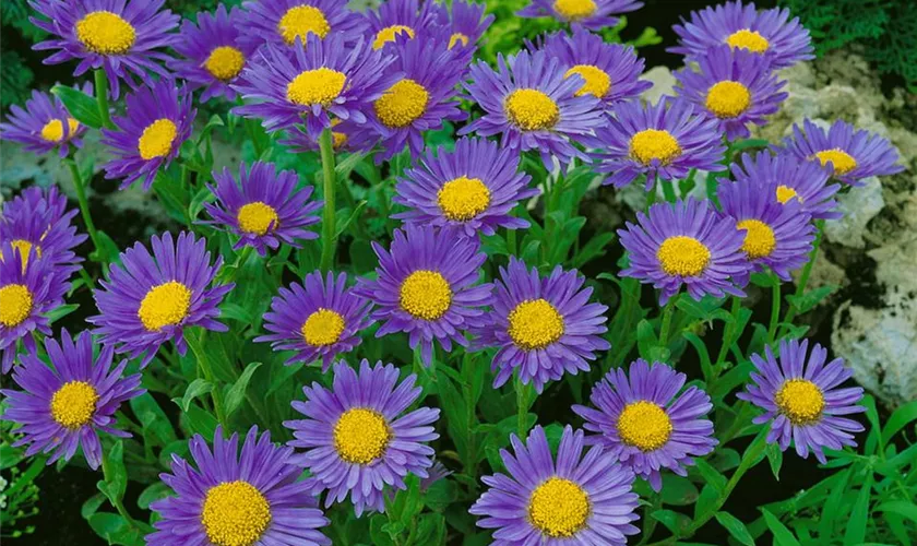 Niedrige Garten-Aster 'Goliath'