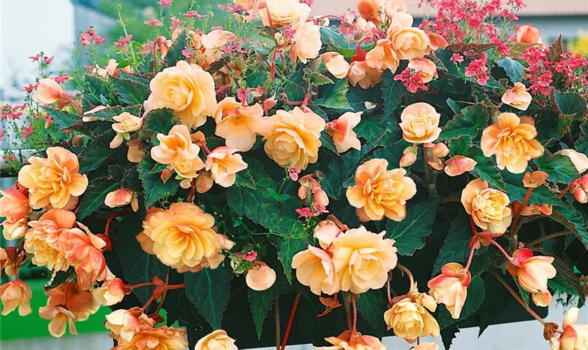 Begonia elatior 'Champagner'