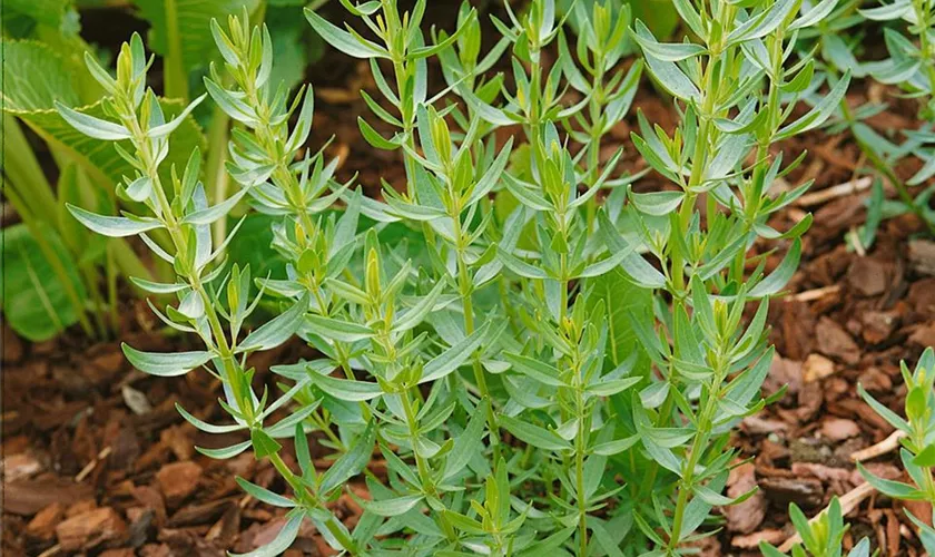 Artemisia abrotanum