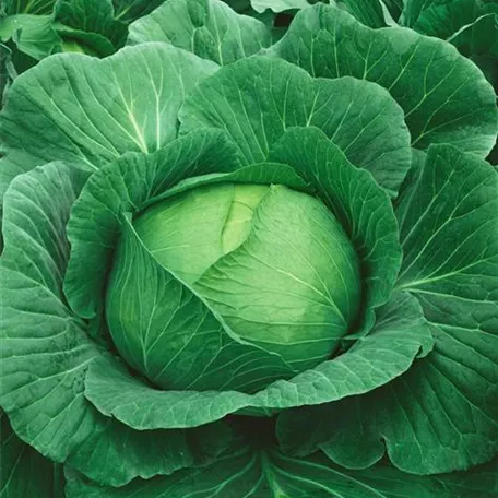 Brassica oleracea var. capitata f. alba 'Bergkabis'