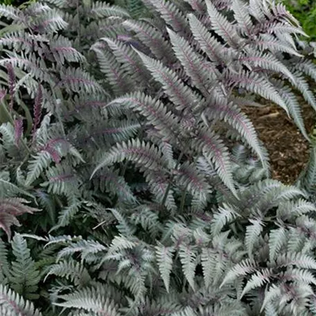 Athyrium niponicum 'Metallicum'