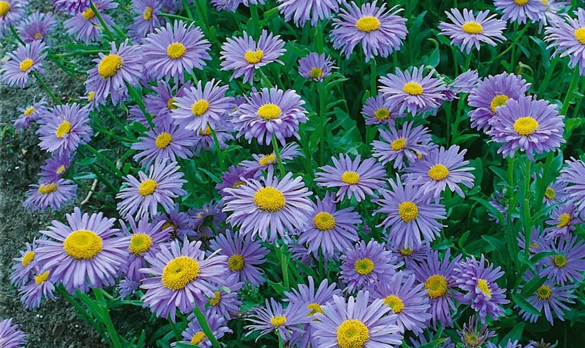 Niedrige Garten-Aster 'Light Blue'