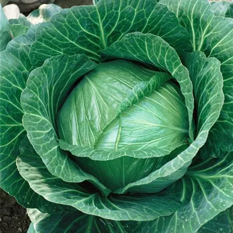 Brassica oleracea var. capitata f. alba 'Brunswijker'