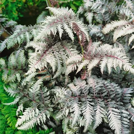 Athyrium niponicum var. pictum 'Pewter Lace'