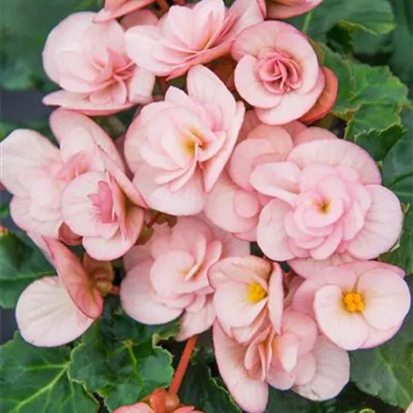 Begonia elatior Cottage™