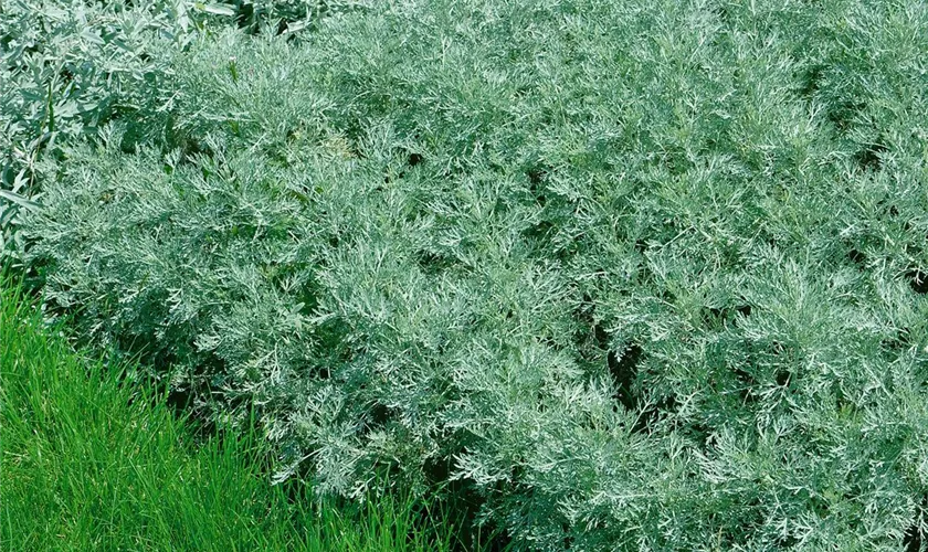 Silbriger Garten-Wermut 'Lambrook Mist'