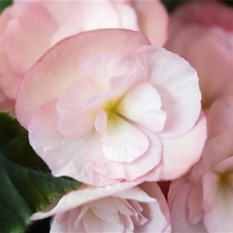 Begonia elatior 'Dragone'