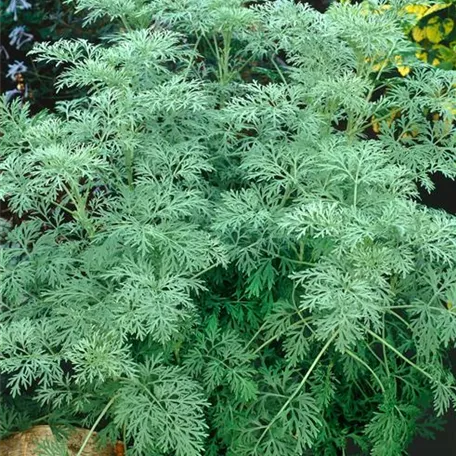 Artemisia arborescens