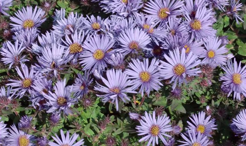 Garten-Kissen-Aster 'Wood´s Blue'