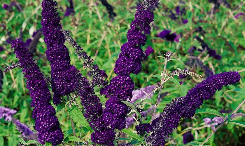 Sommerflieder 'Imperial Purple'