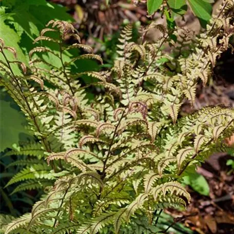 Athyrium otophorum 'Okanum'