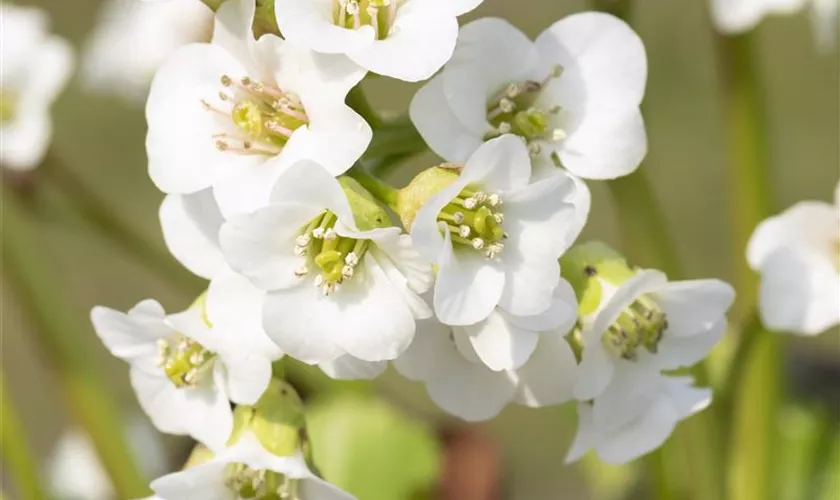 Garten-Bergenie 'Schneekristall'