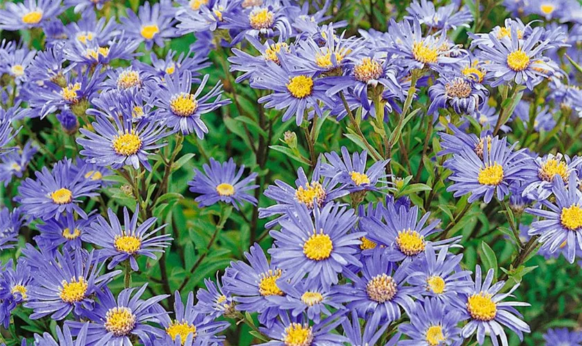 Garten-Sommer-Aster 'Danzig'