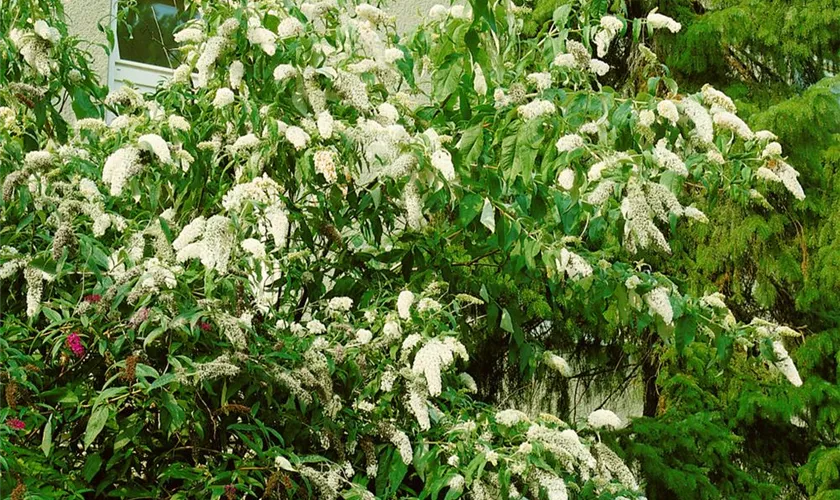 Sommerflieder 'Marbled White'