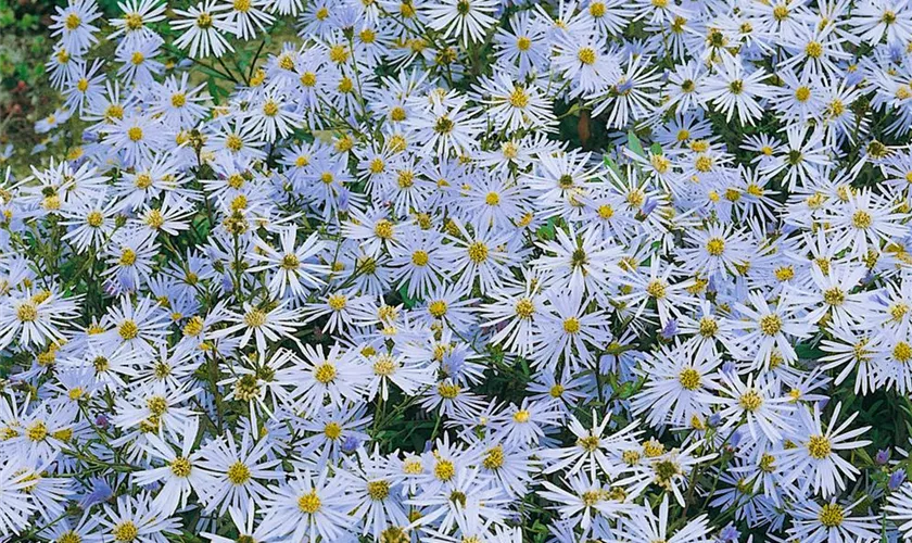 Garten-Sommer-Aster 'Butzemann'