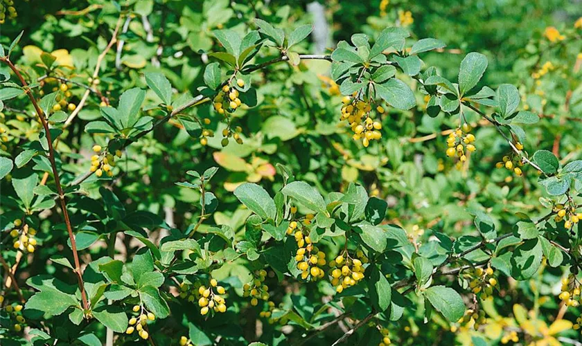 Berberis koreana 'Rubin'