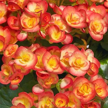 Begonia elatior 'Karnevall'