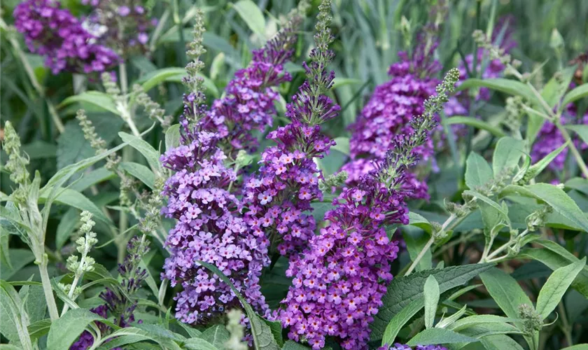 Schmetterlingsflieder 'Moonshine'