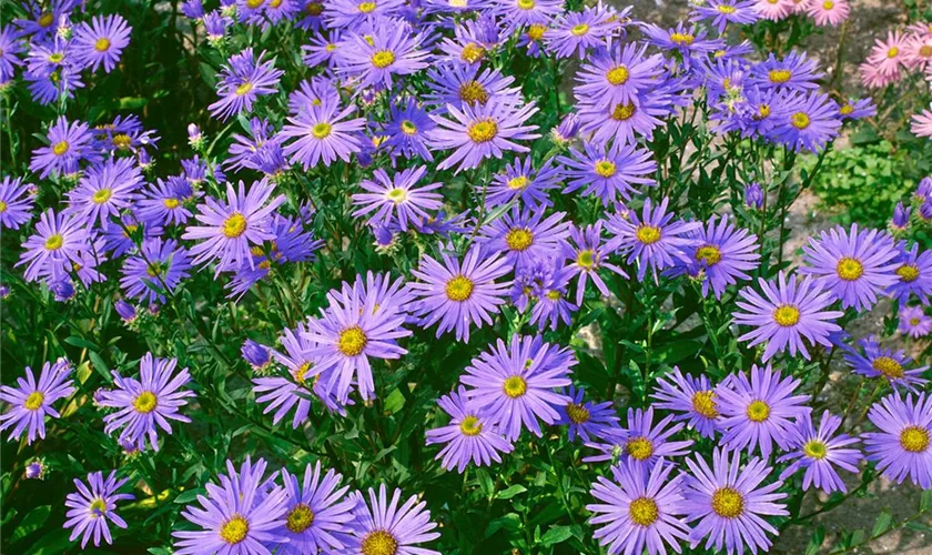 Garten-Sommer-Aster 'Hermann Löns'