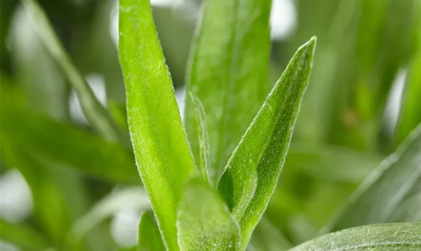 Artemisia dracunculus