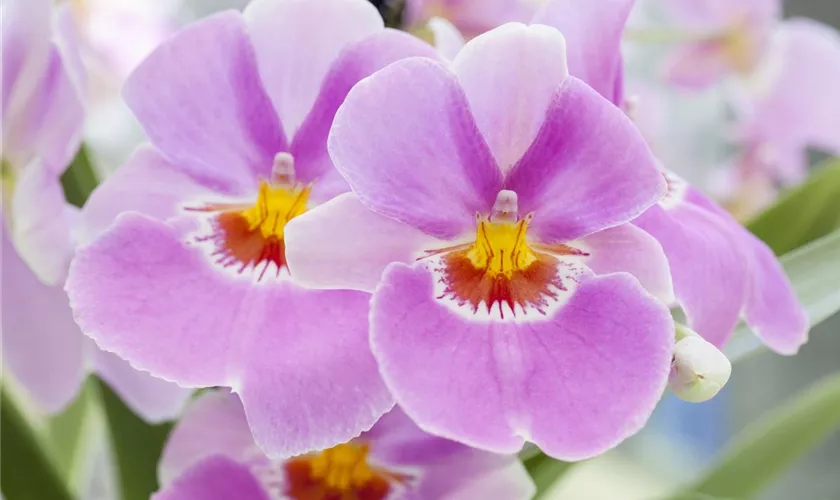 Miltonia