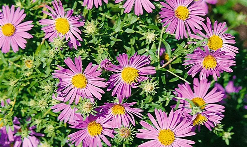 Garten-Aster 'October Skies'