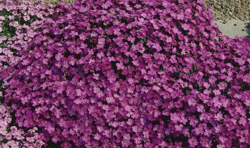 Garten-Blaukissen 'Bubble Purple'