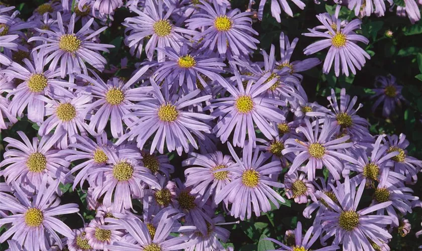 Garten-Sommer-Aster 'Peach Blossom'