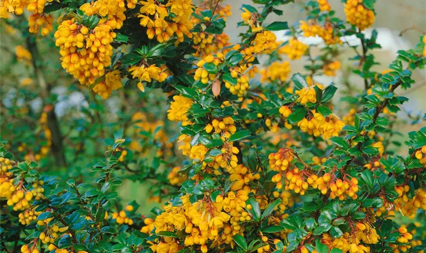 Immergrüne Berberitze 'Orange King'