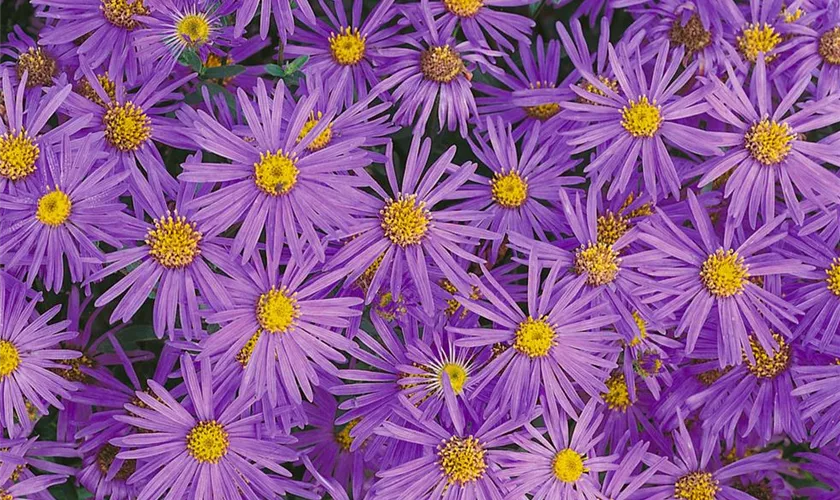 Garten-Sommer-Aster 'Mira'