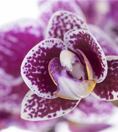 Orchideen für Anfänger und Profis