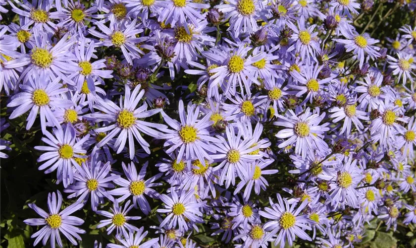 Garten-Sommer-Aster 'September Glory'