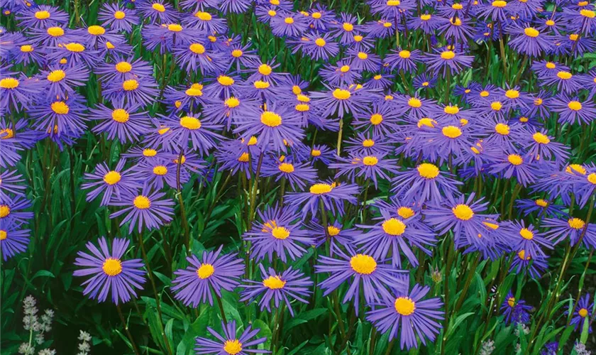 Garten-Frühsommer-Aster 'Napsbury'