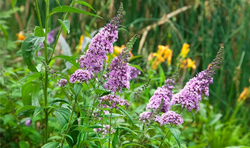 Sommerflieder 'Peacock'(s)