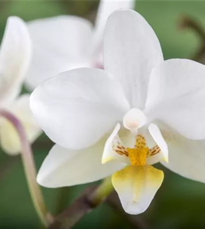 Die Königin der Zimmerpflanzen – Orchideen allgemein