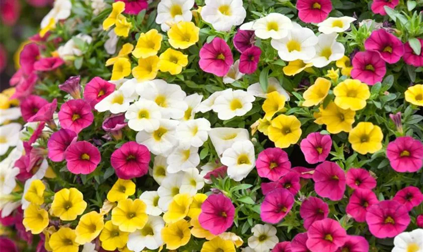 Calibrachoa 'Celebration® Sansibar'