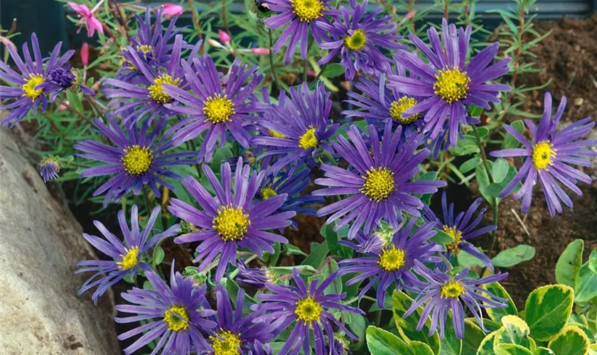 Garten-Sommer-Aster 'Sonora'