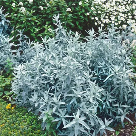 Artemisia ludoviciana 'Silver Queen'