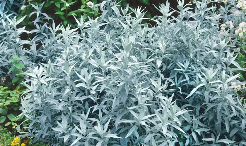 Silberraute 'Silver Queen'