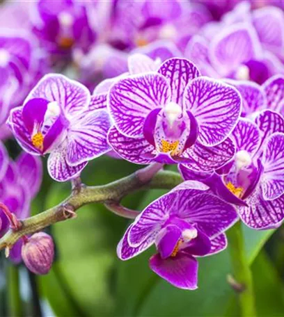 Die Königin der Zimmerpflanzen – Orchideen allgemein