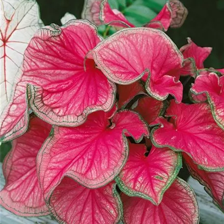 Caladium bicolor 'Sweetheart'