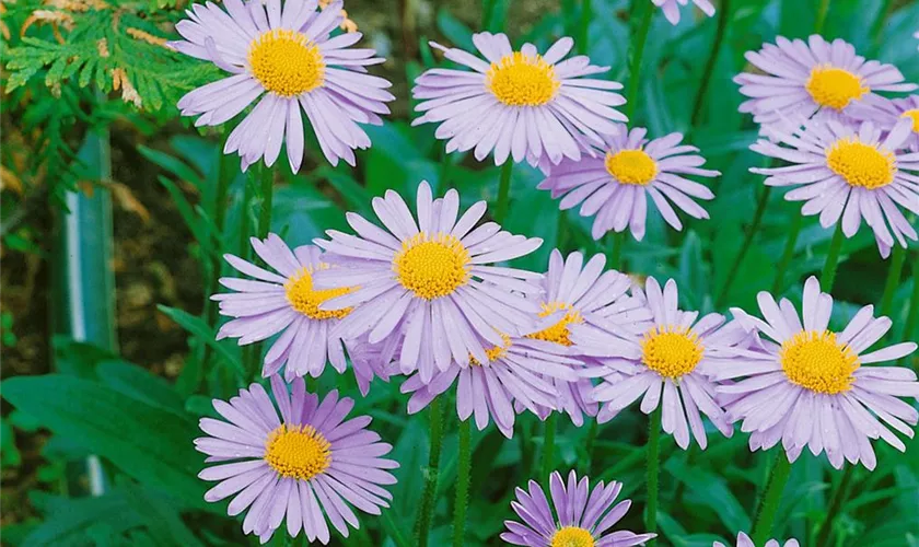 Garten-Frühsommer-Aster 'Sternschnuppe'