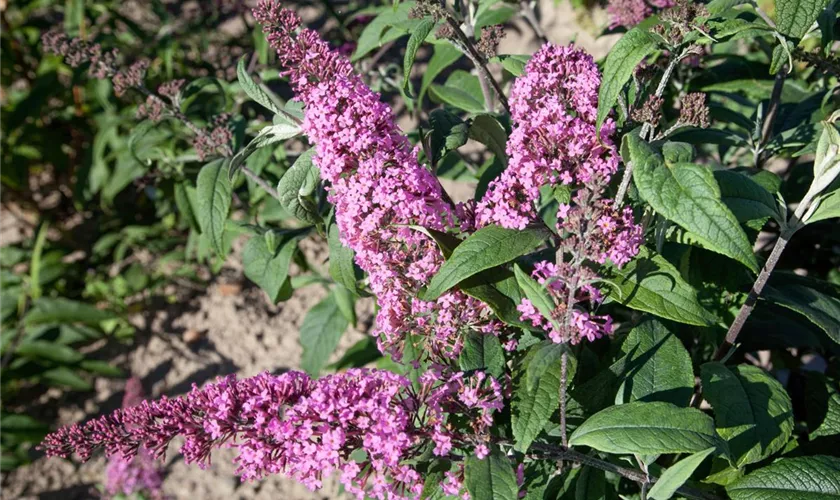 Sommerflieder 'Pink Pearl'