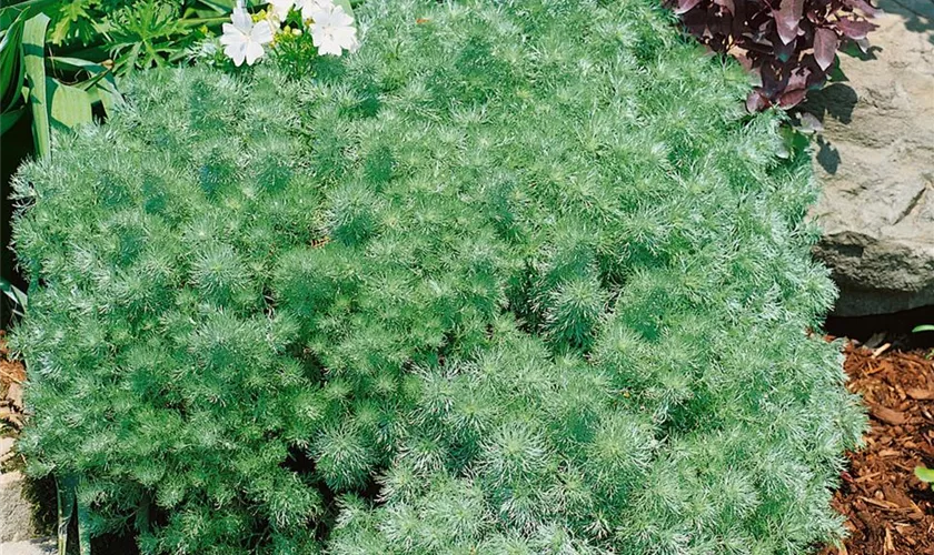 Artemisia schmidtiana