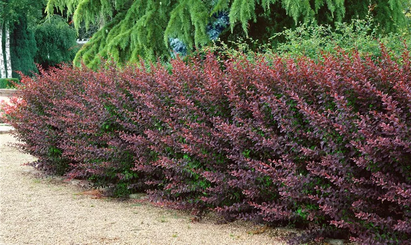 Blutberberitze 'Lombart´s Purple'